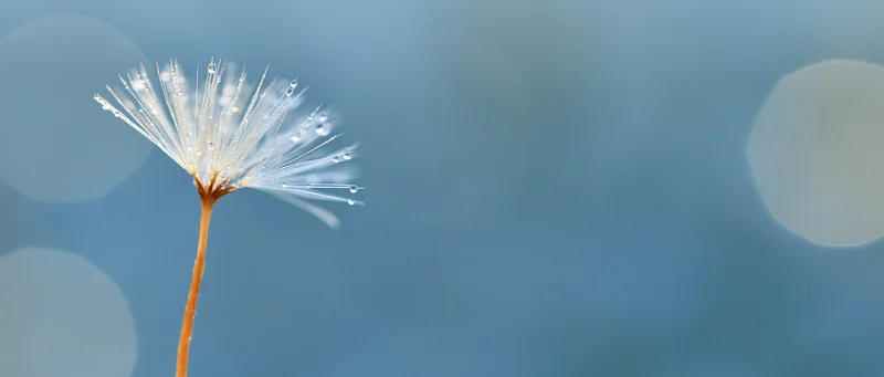 Dandelion seedhead with dew drops on a blurred blue background