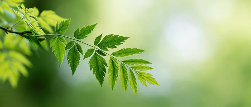 A green leafy branch extending into soft-focus natural background with copyspace
