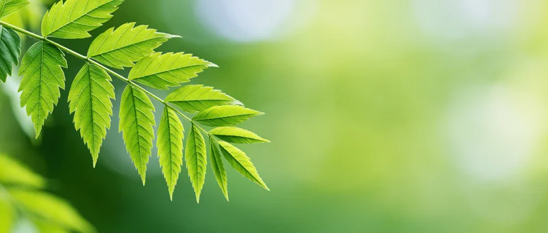 Green leafy branch extending into soft-focus natural background with copyspace