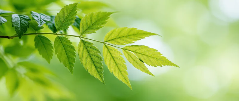 Closeup of green leaves on a branch with soft bokeh background