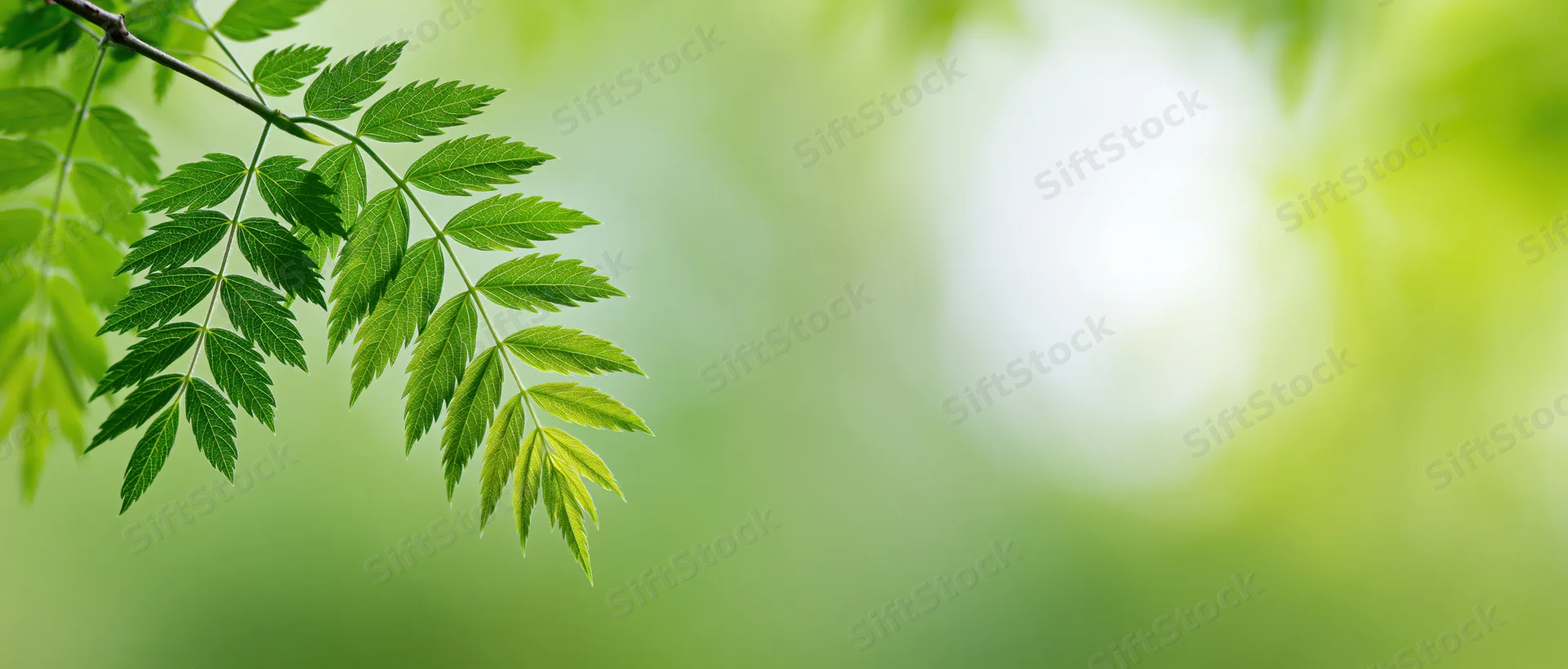 Green leafy branch extending into frame with blurred natural background