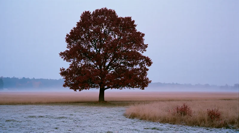 Solitary red-leafed tree standing in a frost-covered field under foggy morning sky