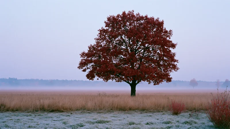 Solitary red-leafed tree in a frosty misty field at dawn