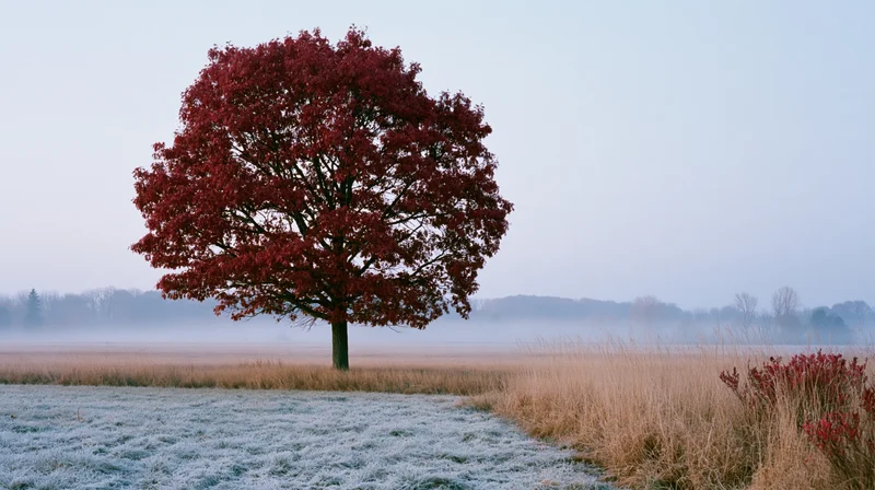Solitary red-leafed tree in a frost-covered field on a misty autumn morning