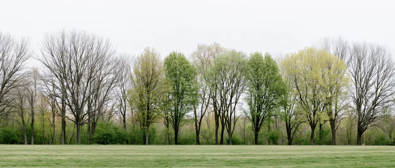 Row of trees in early spring showing bare and budding branches along a grassy field in a park setting