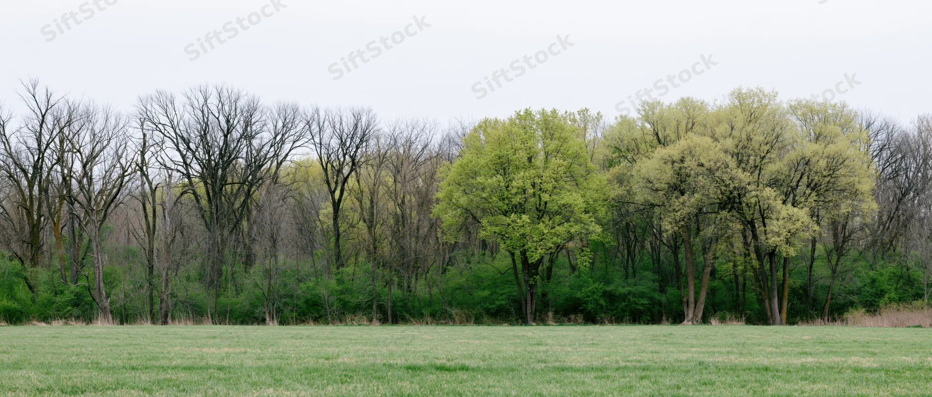 A grassy field bordered by trees in early spring with some bare branches and new green foliage under an overcast sky