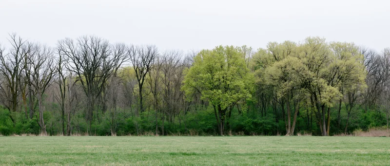 A grassy field bordered by trees in early spring with some bare branches and new green foliage under an overcast sky