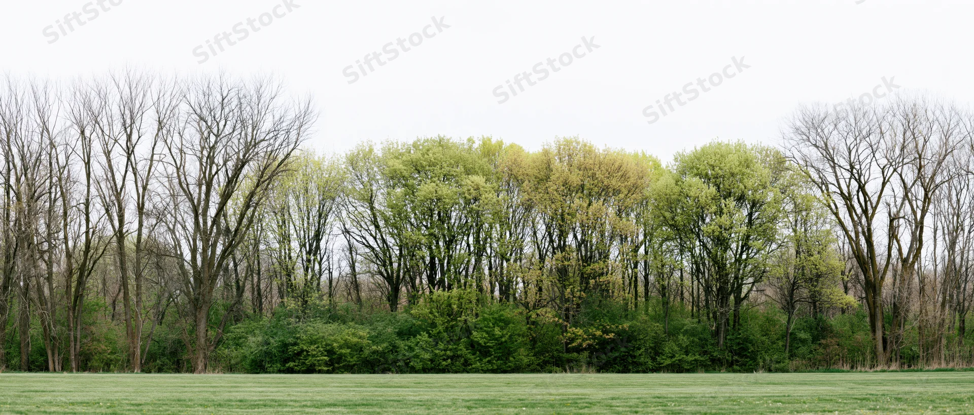 Row of trees with bare and leafy branches lining a grassy field in spring