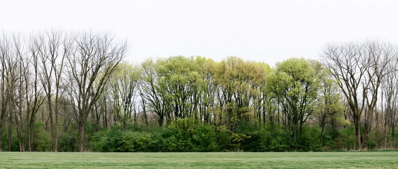 Row of trees with bare and leafy branches lining a grassy field in spring