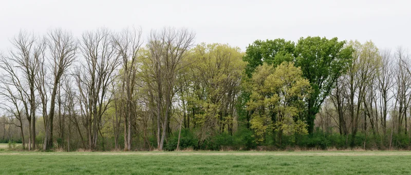 Row of trees with bare and budding branches along a grassy field edge in spring