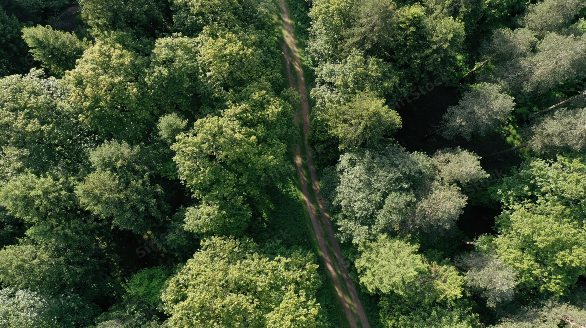 Aerial view of a winding dirt path through dense green forest canopy