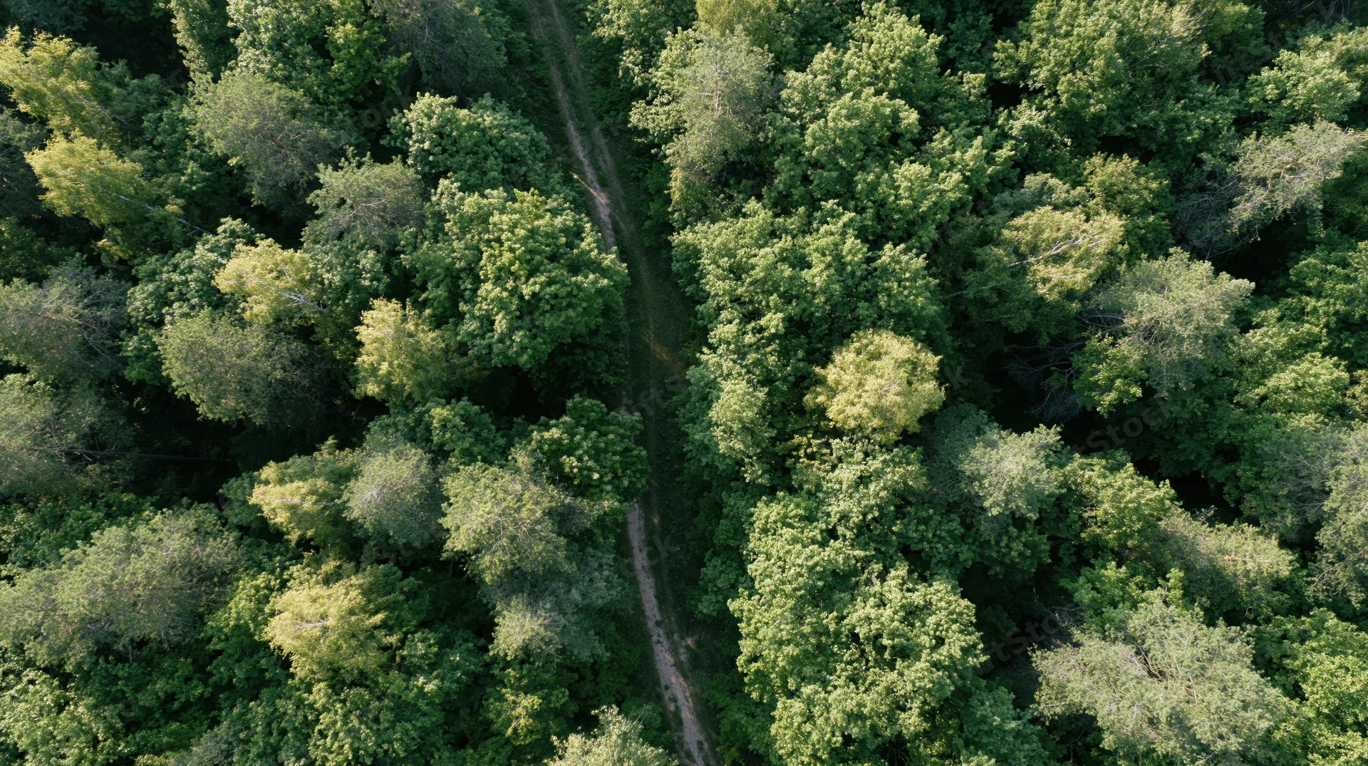 Aerial view of a winding dirt path through dense green forest canopy