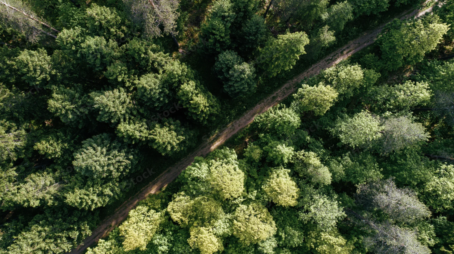 Aerial view of dense green forest with winding dirt path through canopy