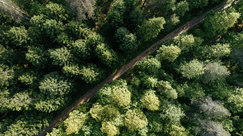 Aerial view of dense green forest with winding dirt path through canopy