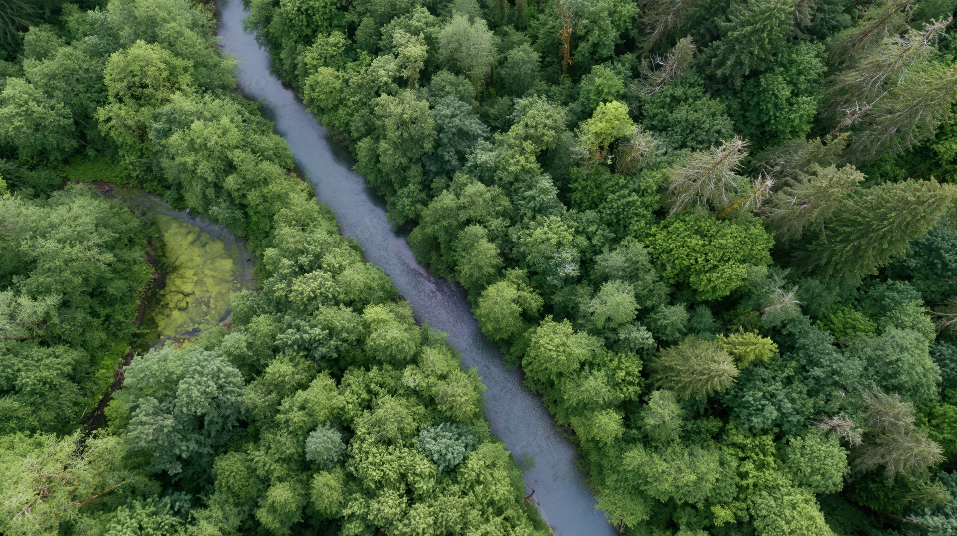Aerial view of a winding river cutting through dense green forest canopy