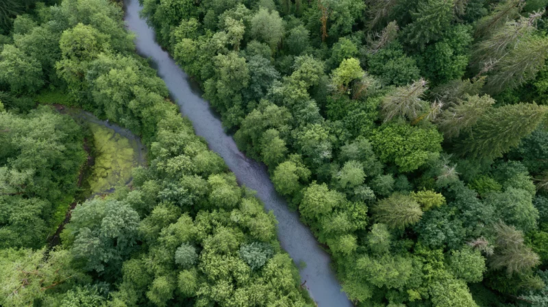 Aerial view of a winding river cutting through dense green forest canopy