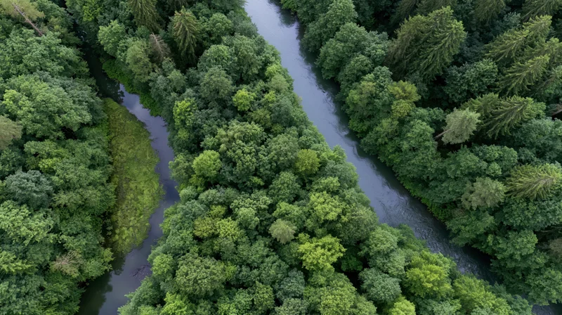 Aerial view of a winding river cutting through dense green forest canopy