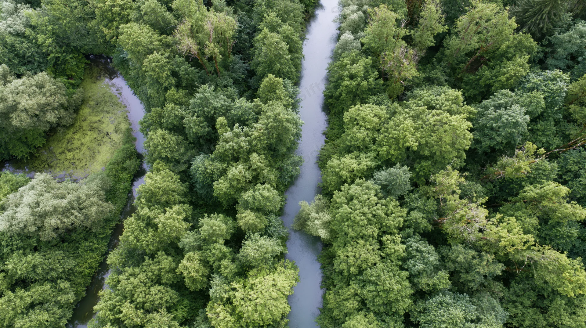 River winding through dense green forest viewed from above