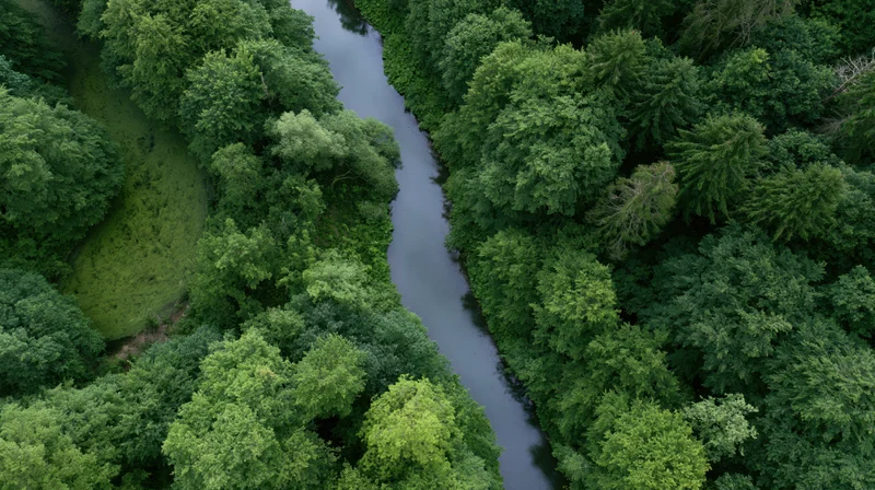 Aerial view of a winding river flowing through dense green forest canopy