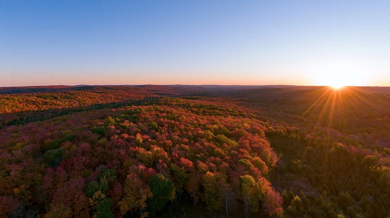 Aerial view of autumn forest at sunset with colorful foliage stretching to the horizon