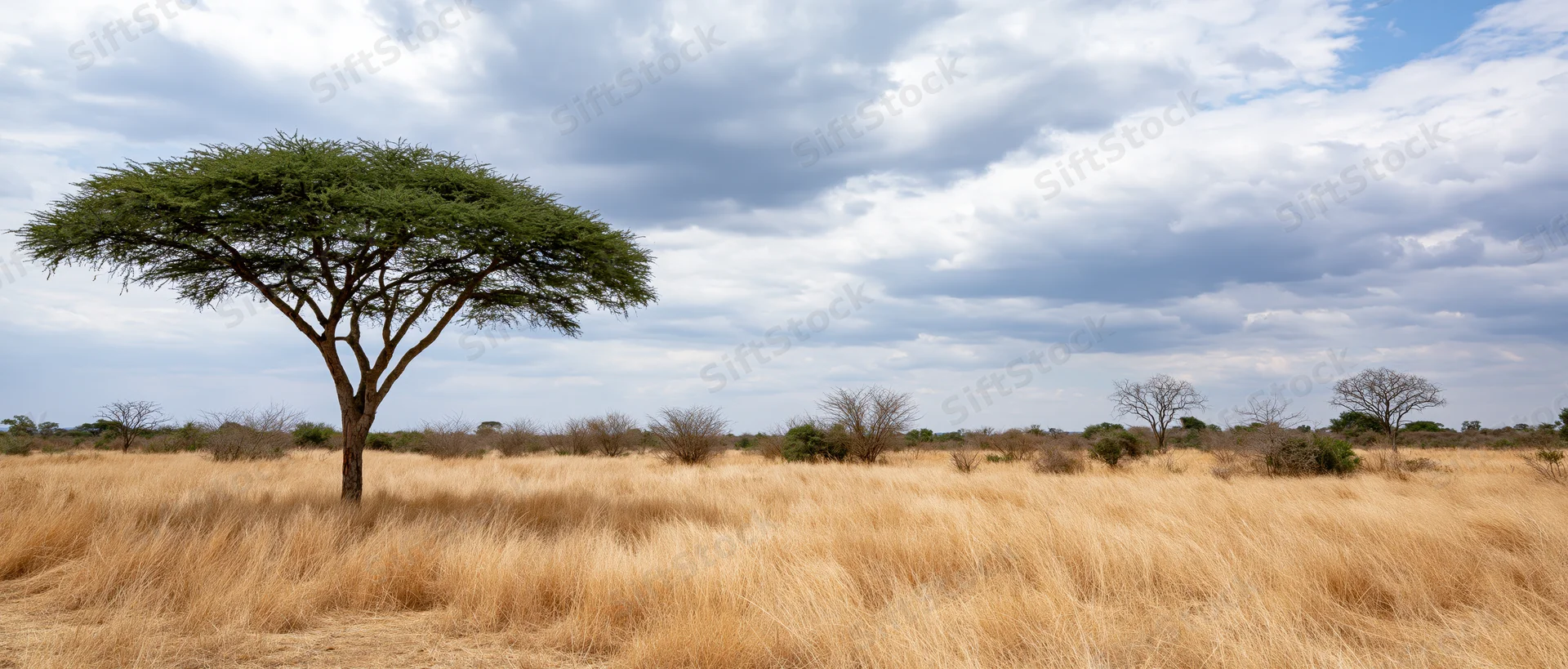 Acacia tree standing in dry golden grassland under cloudy sky