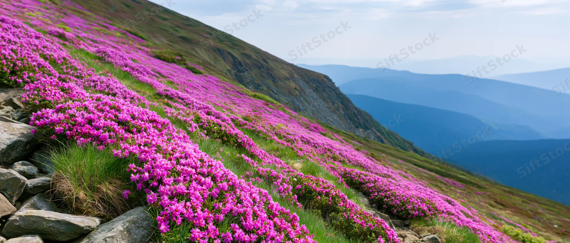 Pink wildflowers blooming across a rocky alpine meadow slope with distant mountain valleys under a cloudy sky