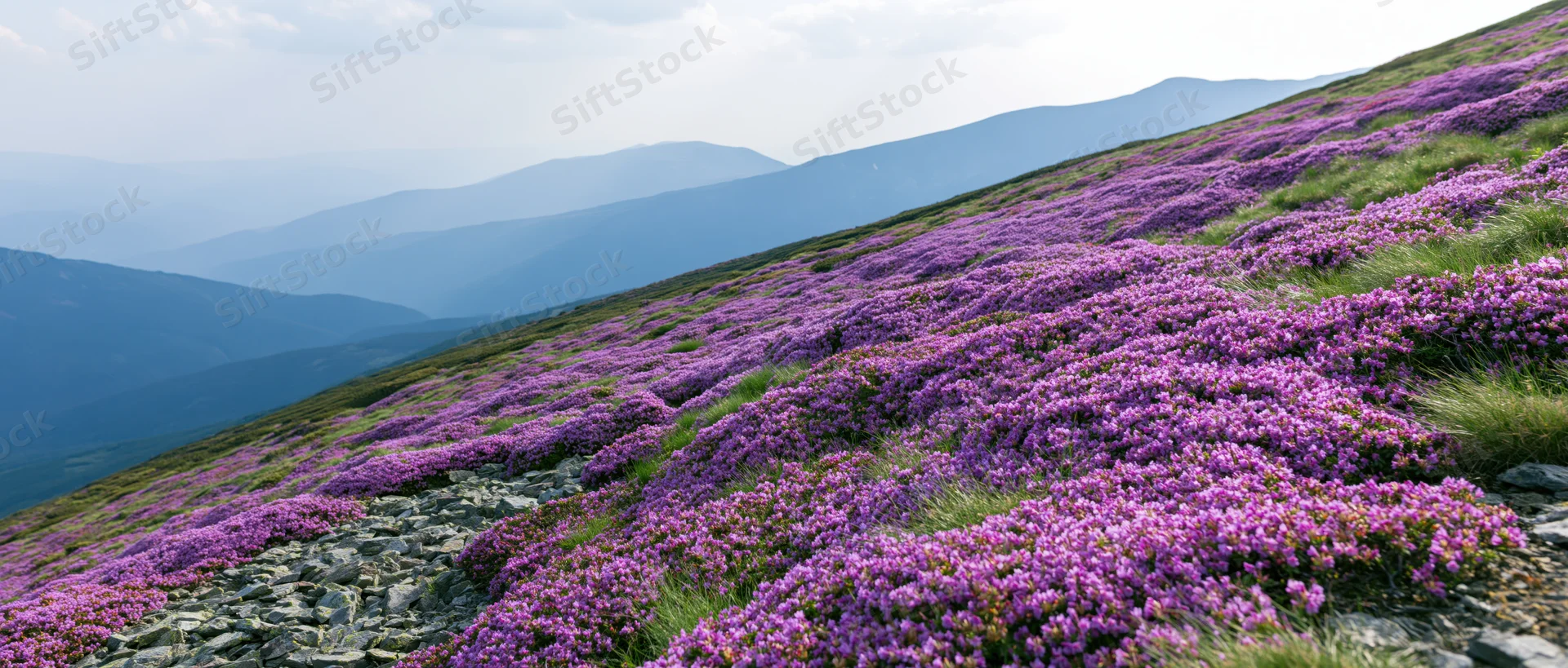Purple heather blooming across a rocky mountain slope with distant valleys and hills under a cloudy sky