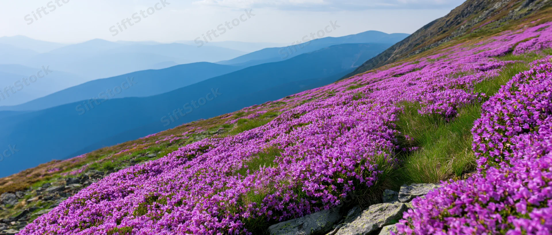 Purple heather blooming across a mountain meadow with distant valleys and rocky slopes