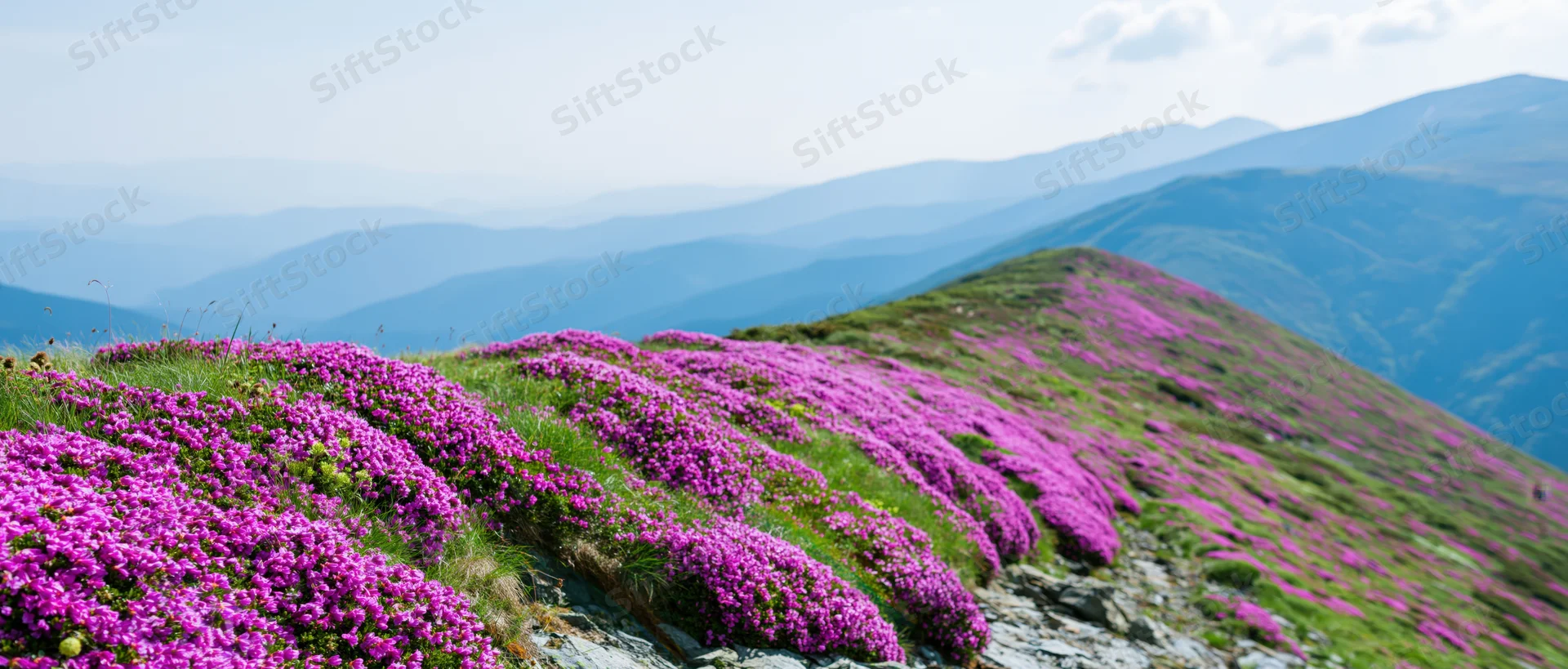 Purple heather blooming across a mountain slope with distant valleys and blue sky