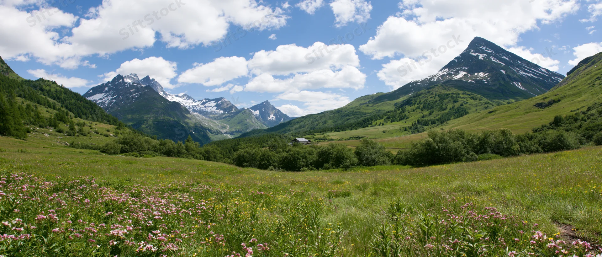 Alpine meadow with wildflowers and snow-capped mountains under a blue sky with clouds