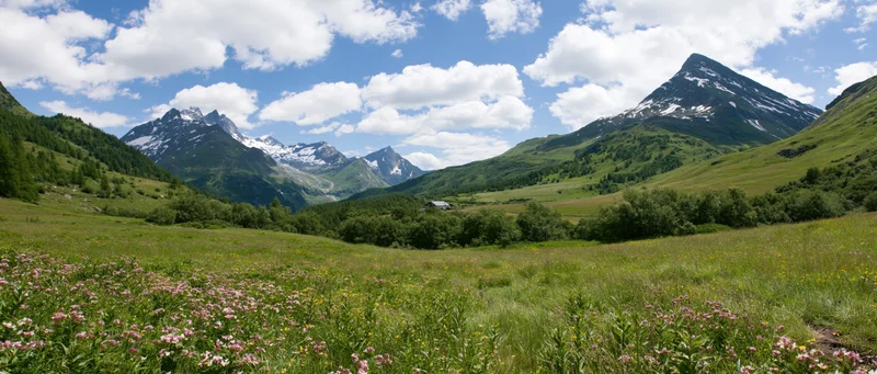 Alpine meadow with wildflowers and snow-capped mountains under a blue sky with clouds