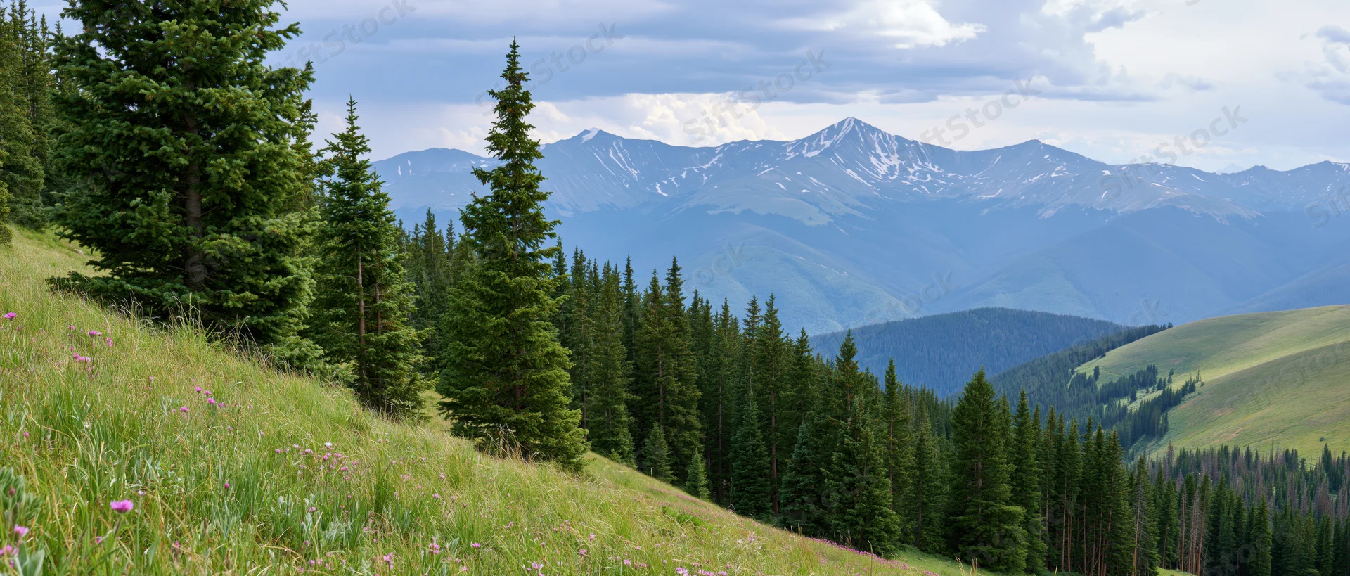 Alpine meadow with pine trees and snow-capped mountains in the distance