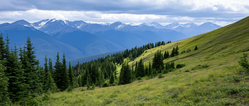 Alpine meadow with evergreen forest and snow-capped mountains in the distance