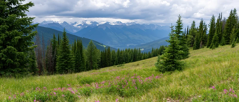 Alpine meadow with purple wildflowers and pine trees overlooking a mountain valley