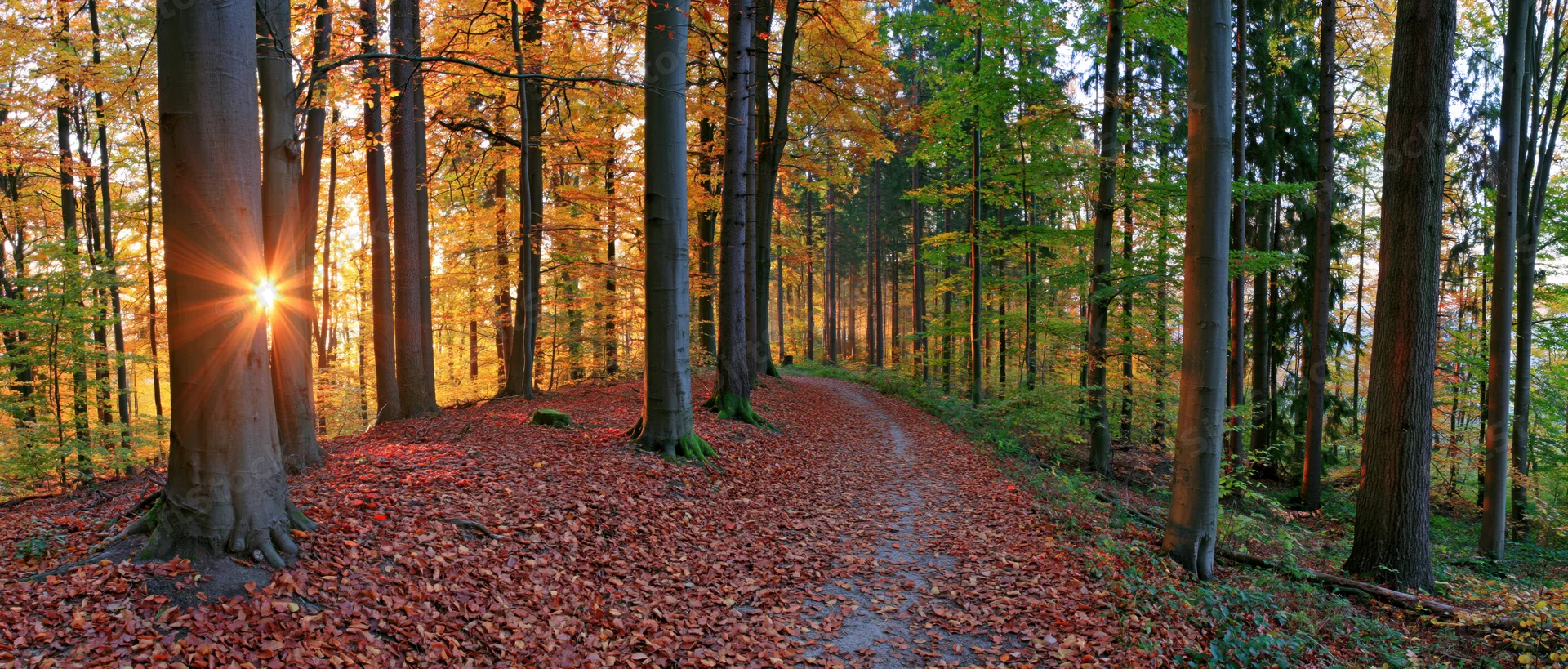 Autumn forest path covered in fallen leaves with sunlight filtering through trees