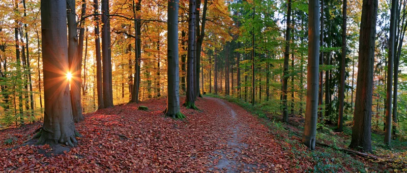 Autumn forest path covered in fallen leaves with sunlight filtering through trees