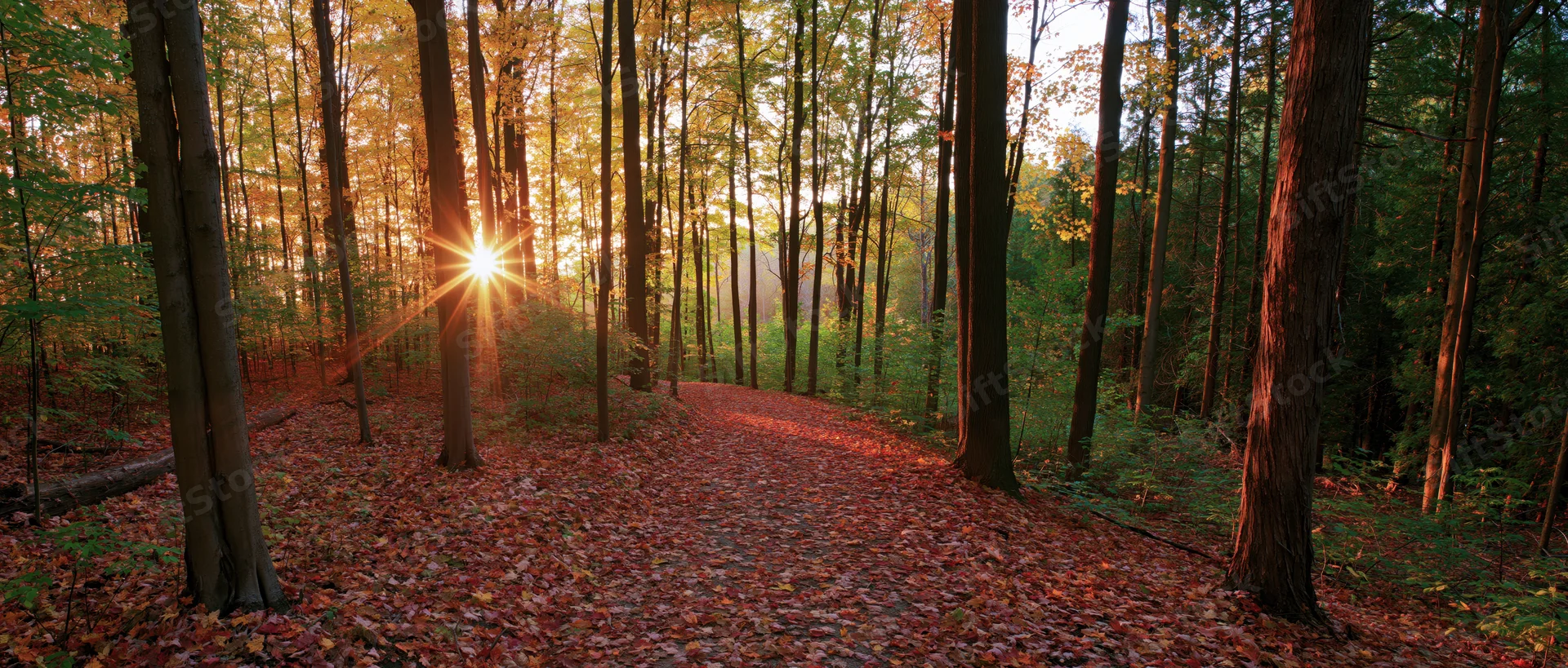 Sunlit forest path covered in autumn leaves winding through tall trees