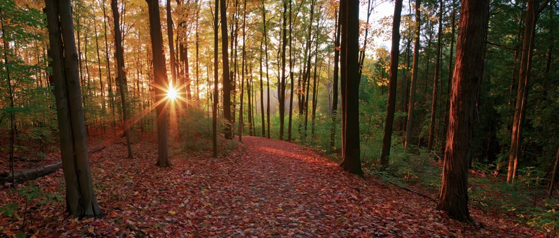 Sunlit forest path covered in autumn leaves winding through tall trees