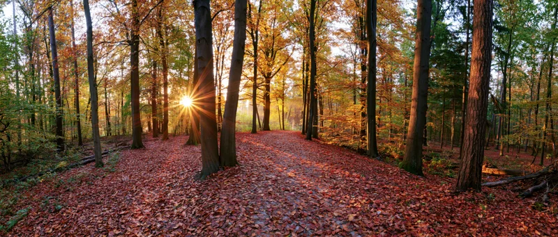 Autumn forest path covered in fallen leaves with sunlight filtering through trees