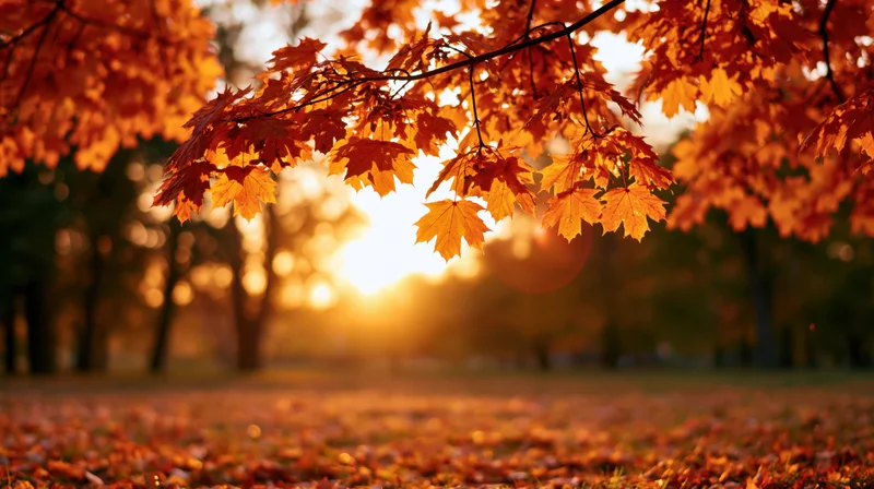 Maple leaves in autumn colors hanging over a carpet of fallen leaves in a park at sunset