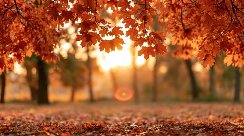 Autumn maple leaves hanging over a carpet of fallen foliage in a sunlit forest at sunset