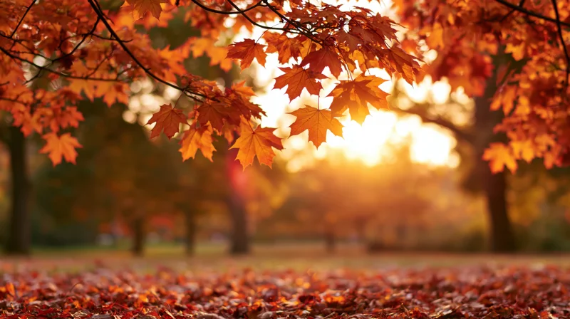Maple leaves in autumn colors covering the ground in a park at sunset