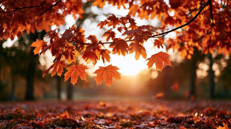Maple leaves in autumn colors hanging over a carpet of fallen foliage in a park at sunset