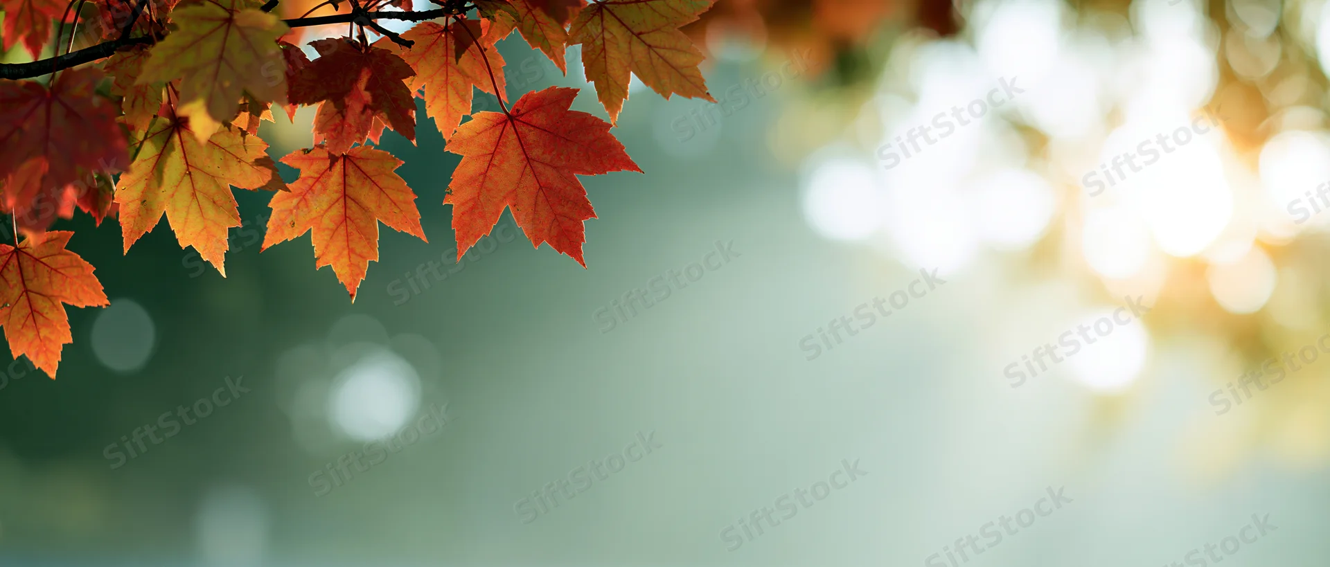 Maple leaves in autumn colors hanging from a branch with sunlight and bokeh background