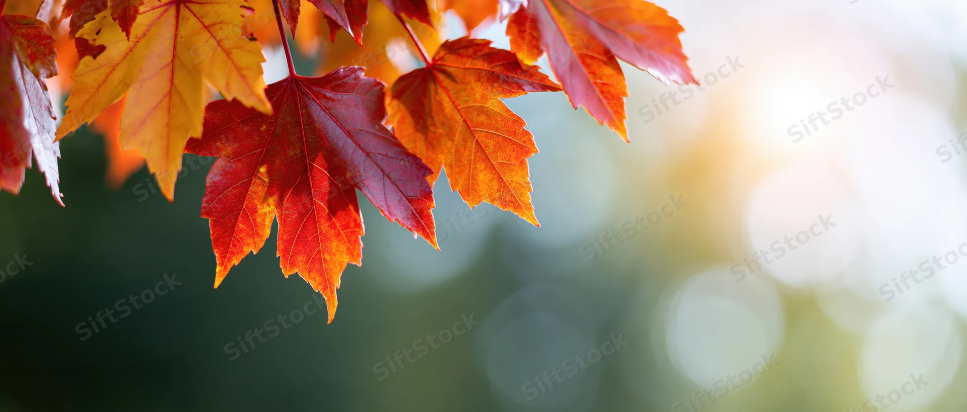 Maple leaves in autumn colors hanging from a branch with sunlight and bokeh background