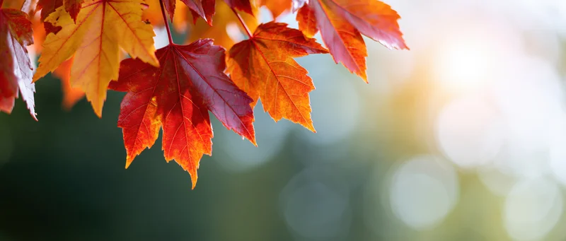 Maple leaves in autumn colors hanging from a branch with sunlight and bokeh background