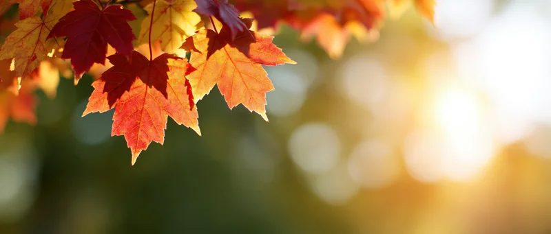 Maple leaves in autumn colors hanging from a branch with sunlight and bokeh background