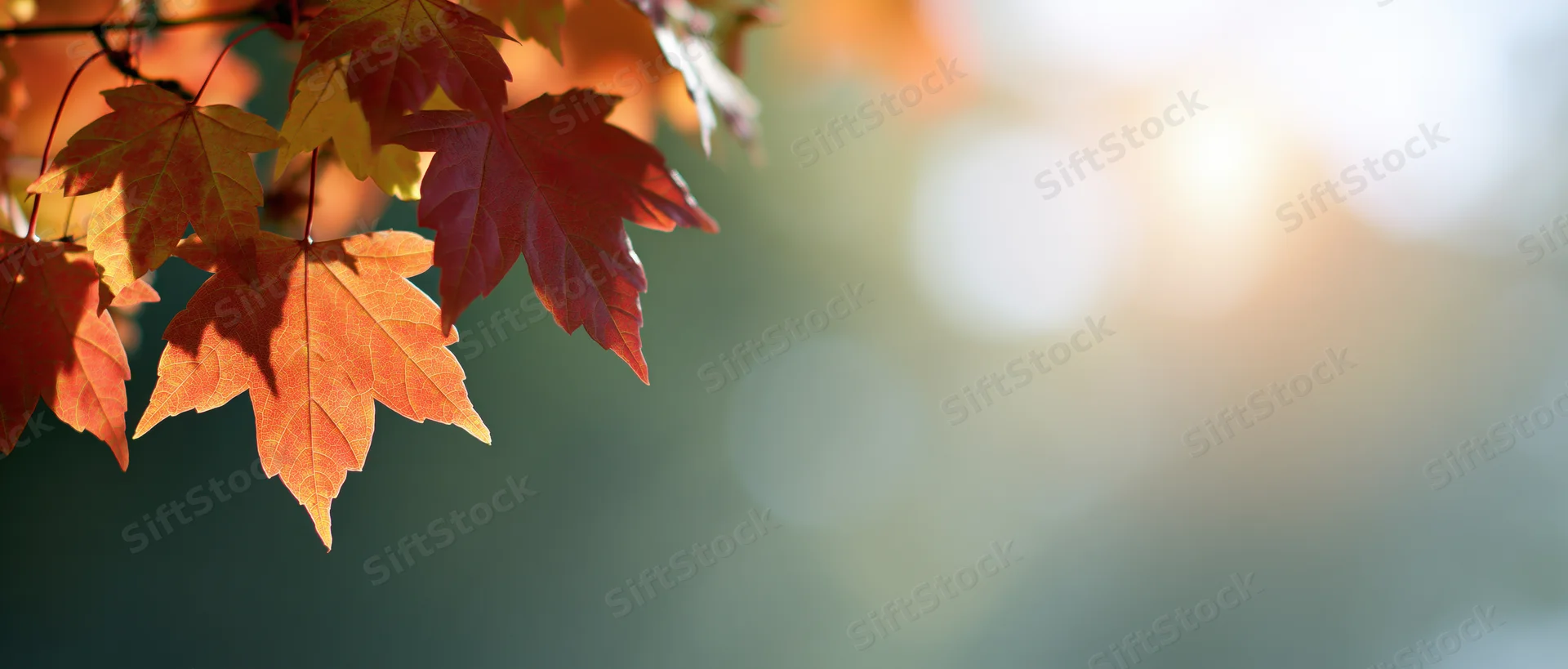 Maple leaves in autumn colors hanging from a branch with sunlight and bokeh background