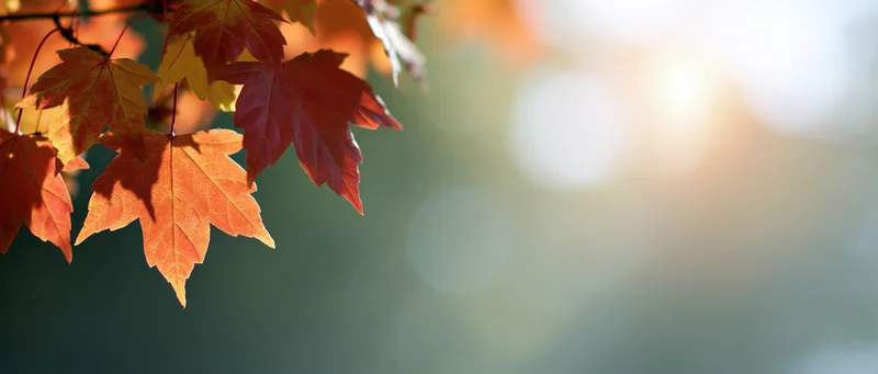 Maple leaves in autumn colors hanging from a branch with sunlight and bokeh background