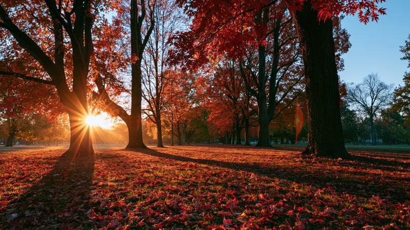 Autumn trees with red leaves in a park at sunrise, sunlight filtering through branches casting long shadows on leaf-covered ground